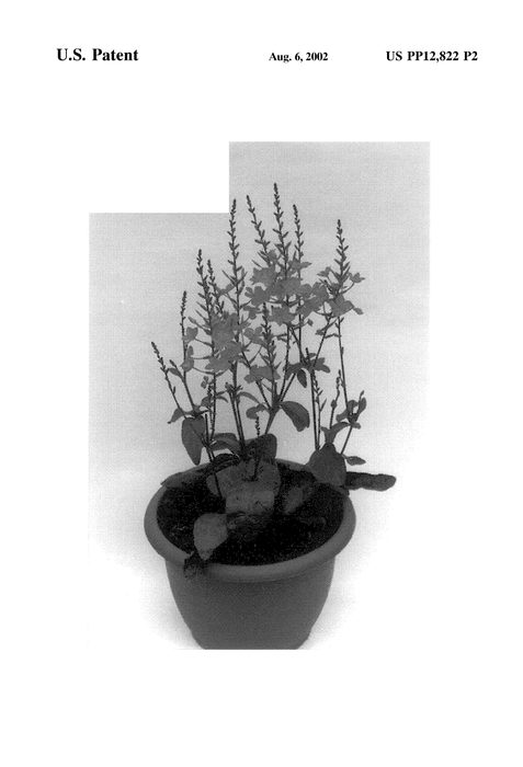 Figure 3 of US plant patent PP12822, the photograph of BCT9805PLU printed in the patent.