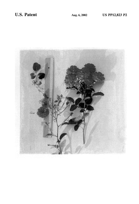 Figure 3 of US plant patent PP12823, the photograph of Tanfulltax printed in the patent.