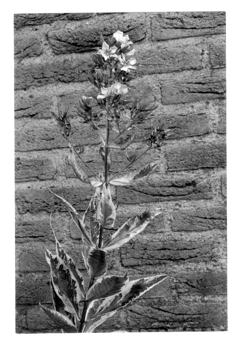 Figure 1 of US plant patent PP12824, the photograph of Rubymine printed in the patent.