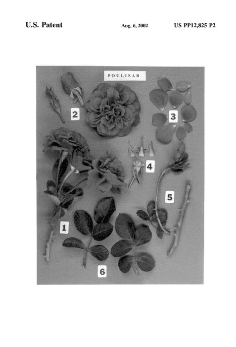 Figure 4 of US plant patent PP12825, the photograph of POULisab printed in the patent.
