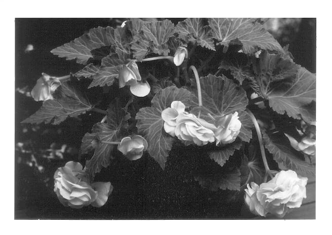 Figure 1 of US plant patent PP12826, the photograph of 77KK Blush Pink printed in the patent.