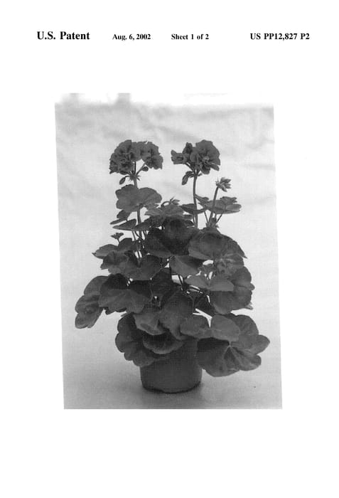 Figure 3 of US plant patent PP12827, the photograph of Guipierre printed in the patent.