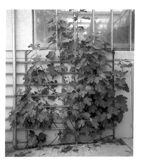 Figure 1 of US plant patent PP12828, the photograph of Violetta printed in the patent.