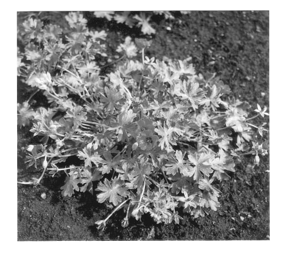 Figure 1 of US plant patent PP12829, the photograph of Ravpil printed in the patent.