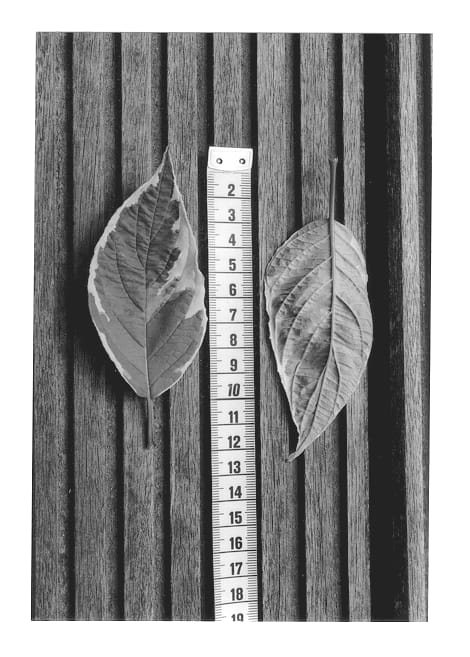 Figure 1 of US plant patent PP12830, the photograph of Cream Cracker printed in the patent.