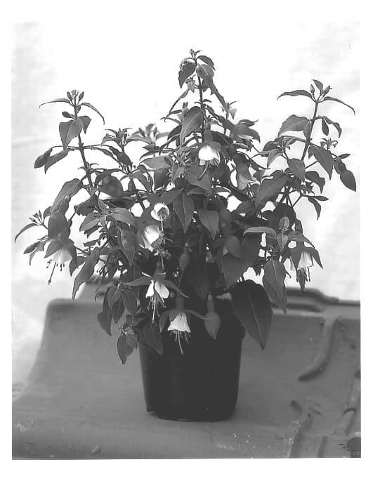 Figure 1 of US plant patent PP12831, the photograph of Kiewidiv printed in the patent.