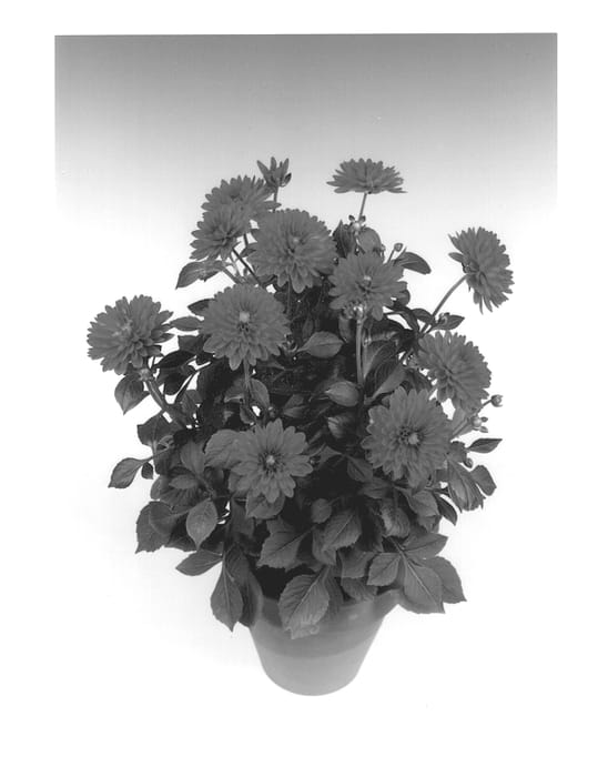 Figure 1 of US plant patent PP12832, the photograph of Balsas printed in the patent.