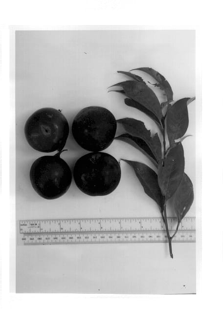 Figure 1 of US plant patent PP12833, the photograph of Gulfrose printed in the patent.