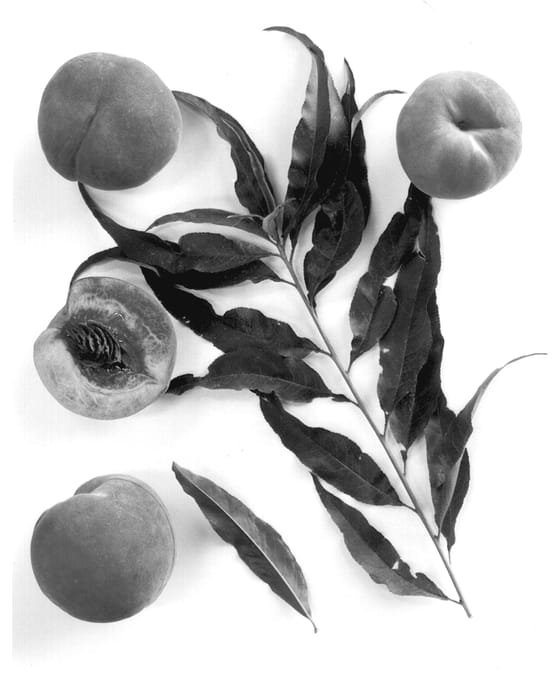 Figure 1 of US plant patent PP12834, the photograph of Burpeacheight printed in the patent.