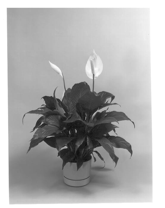 Figure 1 of US plant patent PP12835, the photograph of Double Take printed in the patent.