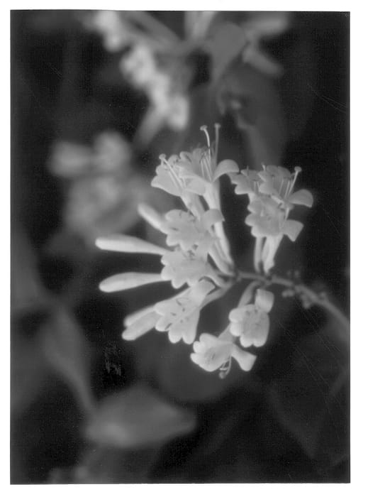 Figure 1 of US plant patent PP12836, the photograph of Kristin's Gold printed in the patent.