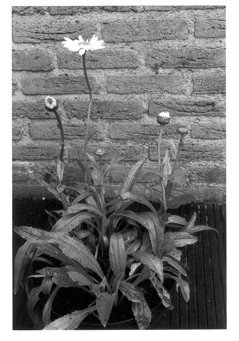 Figure 1 of US plant patent PP12837, the photograph of Sunny Side Up printed in the patent.