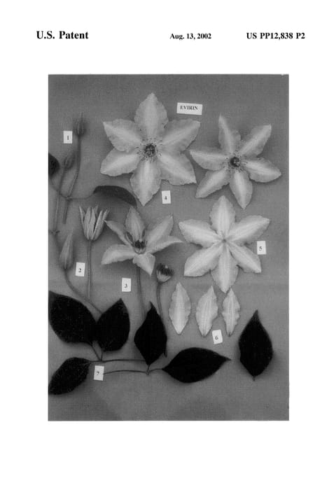 Figure 3 of US plant patent PP12838, the photograph of EVIrin printed in the patent.