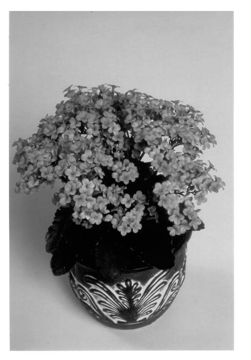 Figure 1 of US plant patent PP12839, the photograph of Forever Maxi Pink printed in the patent.