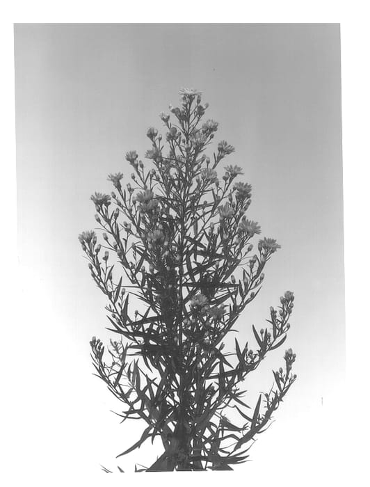 Figure 1 of US plant patent PP12840, the photograph of Cassandra printed in the patent.
