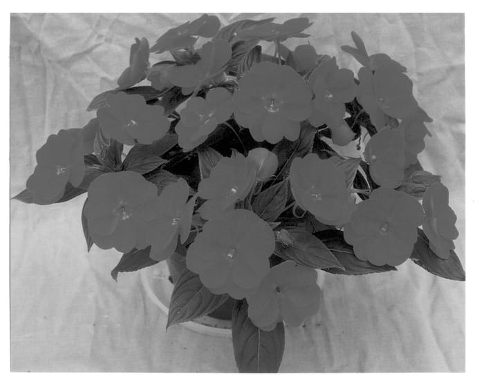 Figure 1 of US plant patent PP12841, the photograph of Serenity printed in the patent.