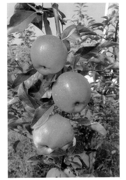 Figure 1 of US plant patent PP12842, the photograph of Harry Black Gala cultivar printed in the patent.