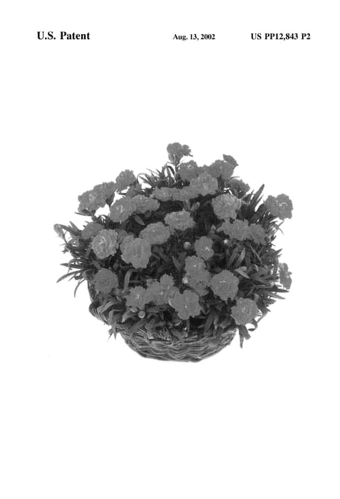 Figure 3 of US plant patent PP12843, the photograph of Sunflor Surprise printed in the patent.