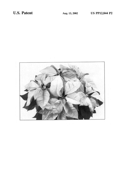 Figure 3 of US plant patent PP12844, the photograph of Duecowi printed in the patent.