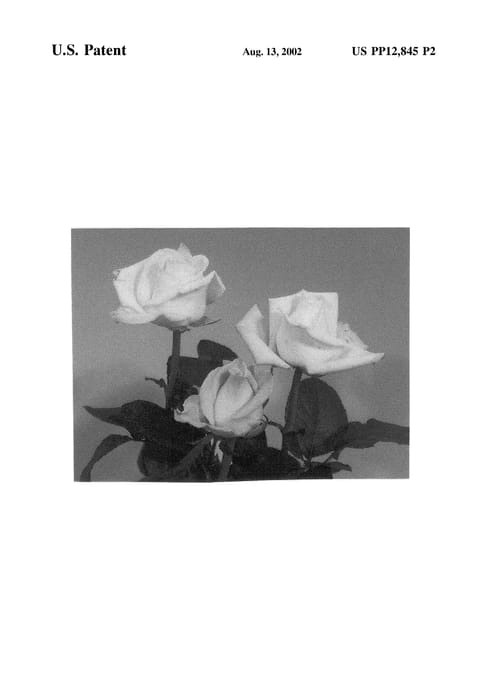 Figure 4 of US plant patent PP12845, the photograph of Predemera printed in the patent.