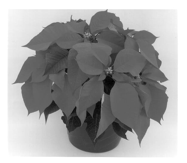 Figure 1 of US plant patent PP12846, the photograph of Eckadire printed in the patent.
