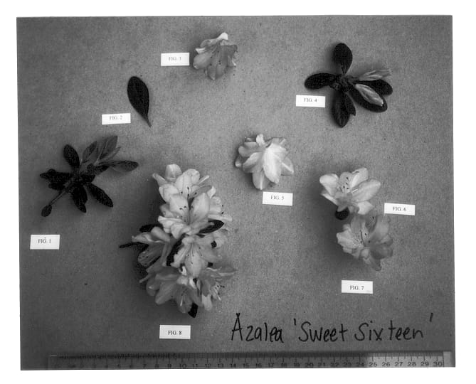 Figure 1 of US plant patent PP12847, the photograph of Sweet Sixteen printed in the patent.