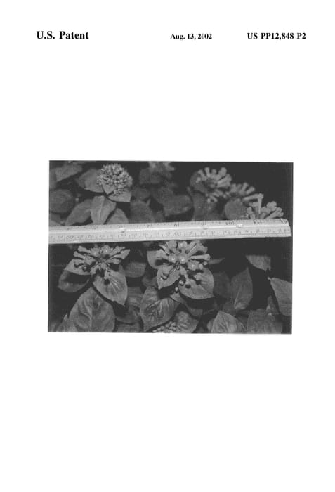 Figure 3 of US plant patent PP12848, the photograph of Royal Janette printed in the patent.
