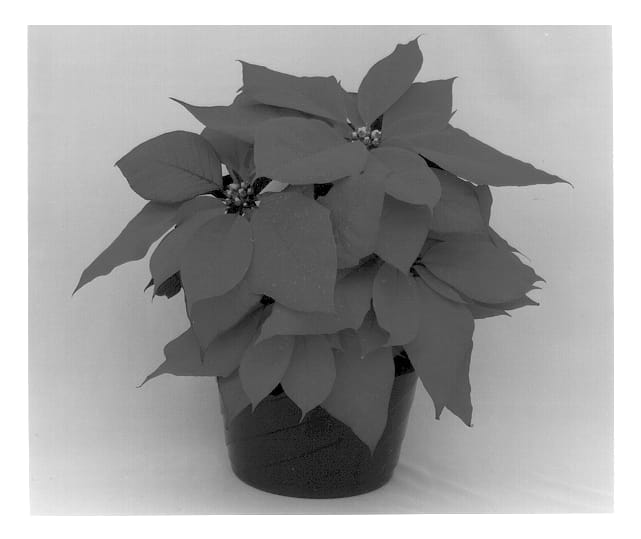 Figure 1 of US plant patent PP12849, the photograph of Eckadin printed in the patent.