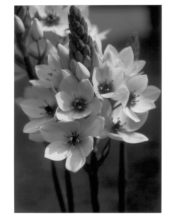 Figure 1 of US plant patent PP12850, the photograph of Chesapeake Starlight printed in the patent.
