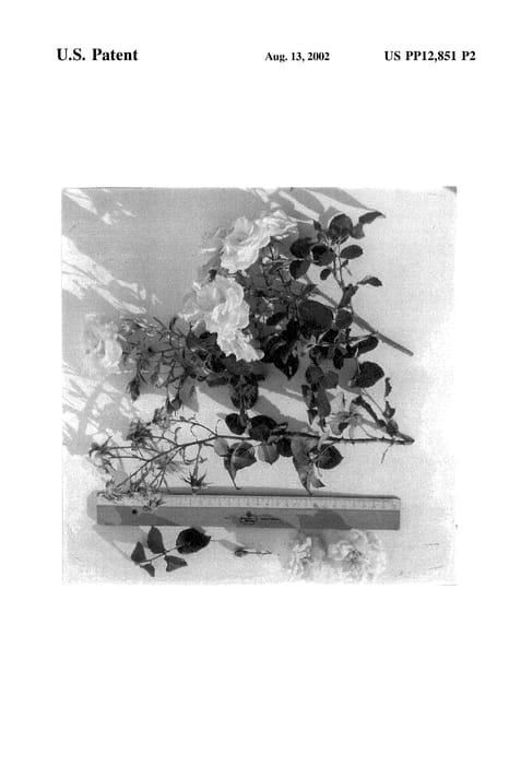 Figure 3 of US plant patent PP12851, the photograph of Tanrostax printed in the patent.