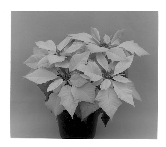 Figure 1 of US plant patent PP12852, the photograph of Jacaimee printed in the patent.