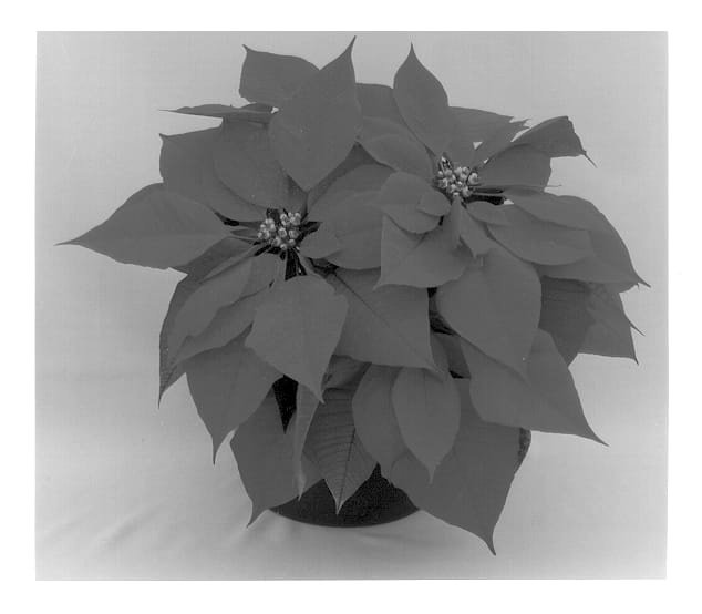 Figure 1 of US plant patent PP12853, the photograph of Eckahab printed in the patent.