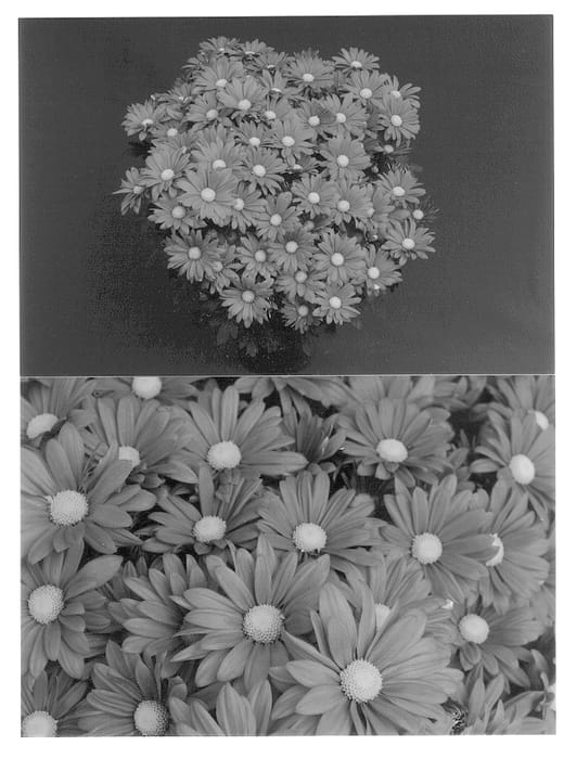 Figure 1 of US plant patent PP12854, the photograph of Regal Yonashville printed in the patent.