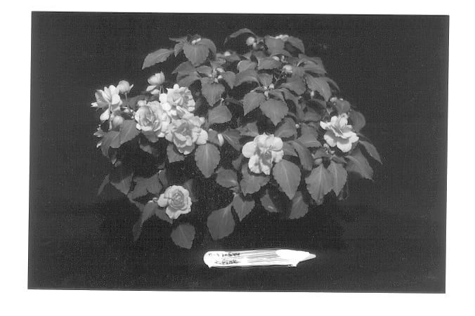Figure 1 of US plant patent PP12855, the photograph of TiLip printed in the patent.