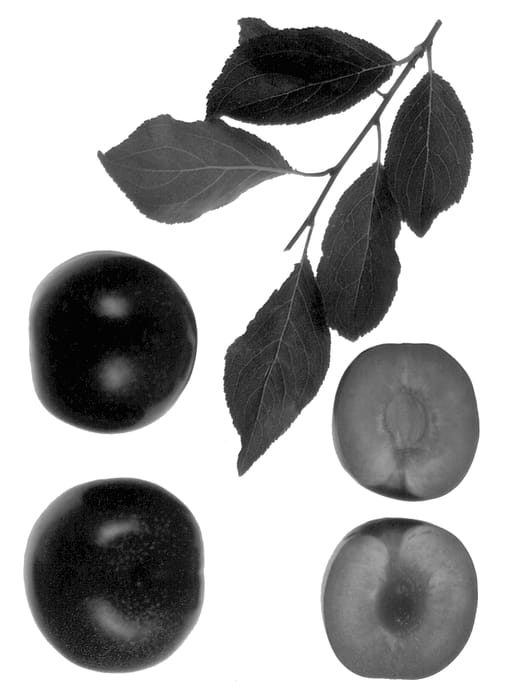 Figure 1 of US plant patent PP12856, the photograph of Crimson Glo printed in the patent.