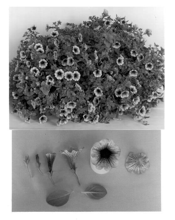 Figure 1 of US plant patent PP12857, the photograph of MP20 printed in the patent.