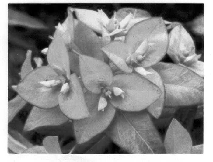 Figure 1 of US plant patent PP12858, the photograph of Jessie printed in the patent.