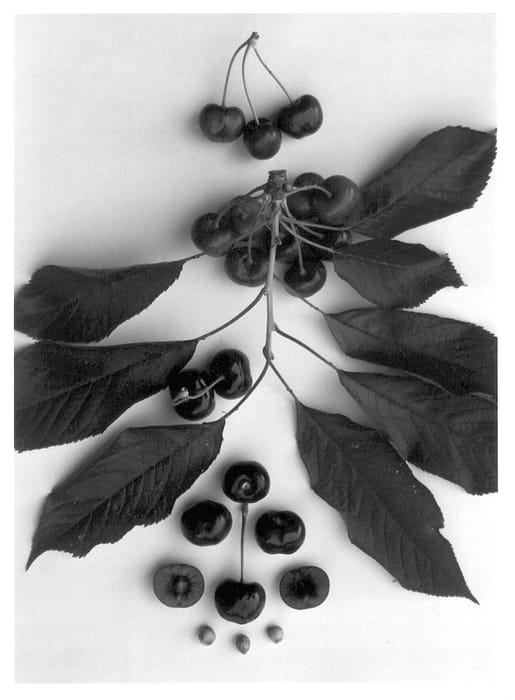 Figure 1 of US plant patent PP12859, the photograph of Glenred printed in the patent.