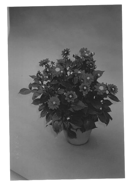 Figure 1 of US plant patent PP12860, the photograph of Limousin printed in the patent.