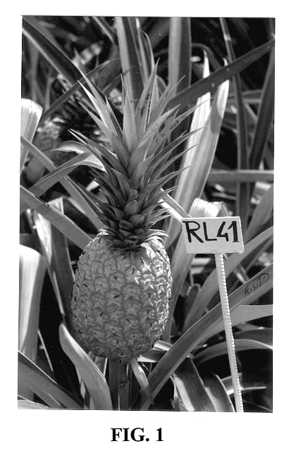 Figure 1 of US plant patent PP12861, the photograph of RL 41 printed in the patent.
