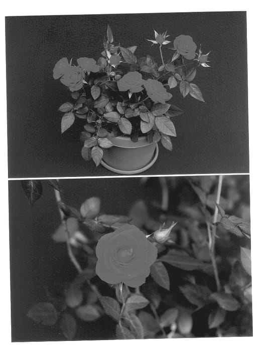Figure 1 of US plant patent PP12862, the photograph of Ruikenre printed in the patent.