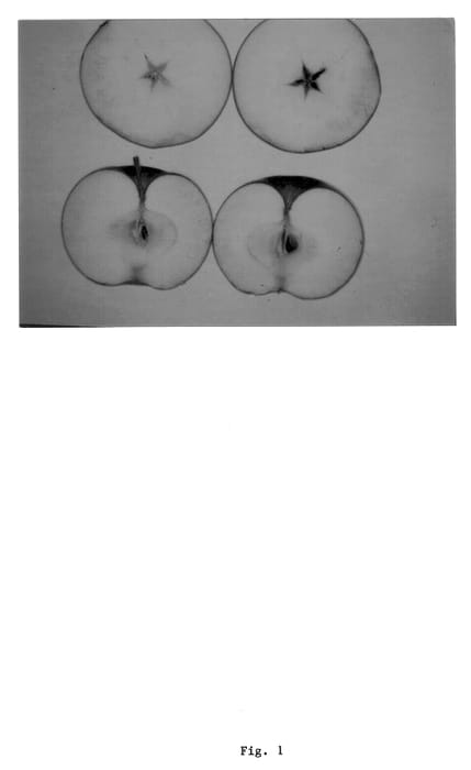 Figure 1 of US plant patent PP12863, the photograph of Miriela printed in the patent.