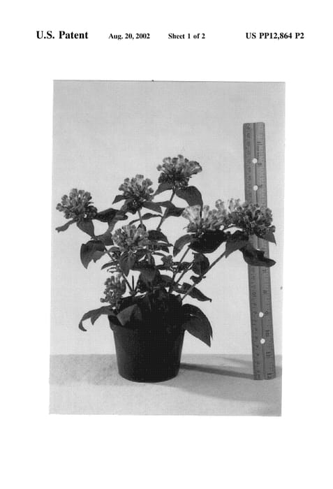 Figure 4 of US plant patent PP12864, the photograph of Green Spring printed in the patent.
