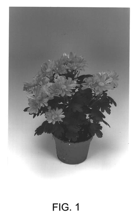 Figure 1 of US plant patent PP12865, the photograph of Currant Elgon printed in the patent.