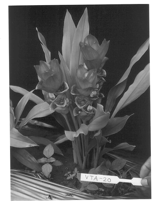 Figure 1 of US plant patent PP12866, the photograph of Thai Supreme printed in the patent.