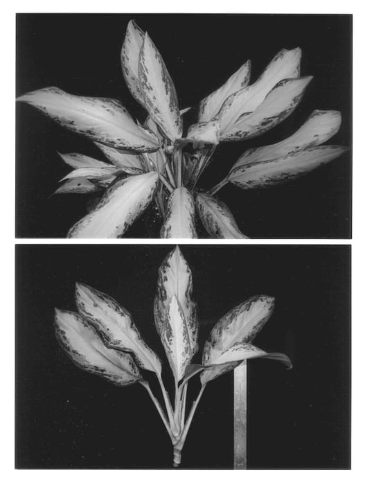 Figure 1 of US plant patent PP12867, the photograph of Emerald Bay printed in the patent.