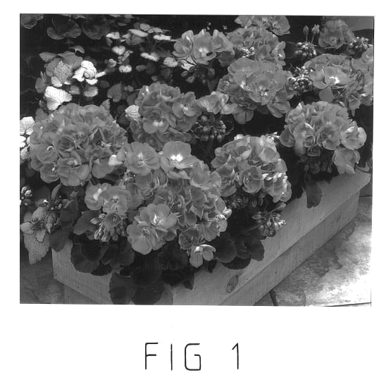 Figure 1 of US plant patent PP12868, the photograph of Amri Pink II printed in the patent.
