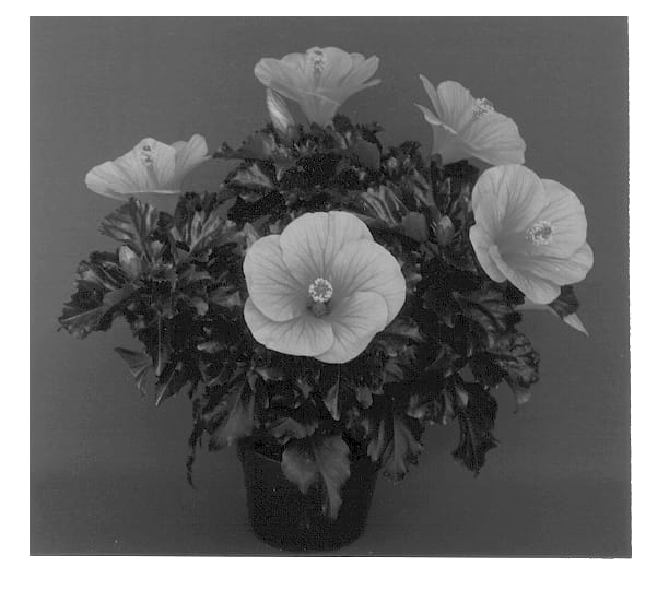 Figure 1 of US plant patent PP12869, the photograph of Largo Breeze printed in the patent.