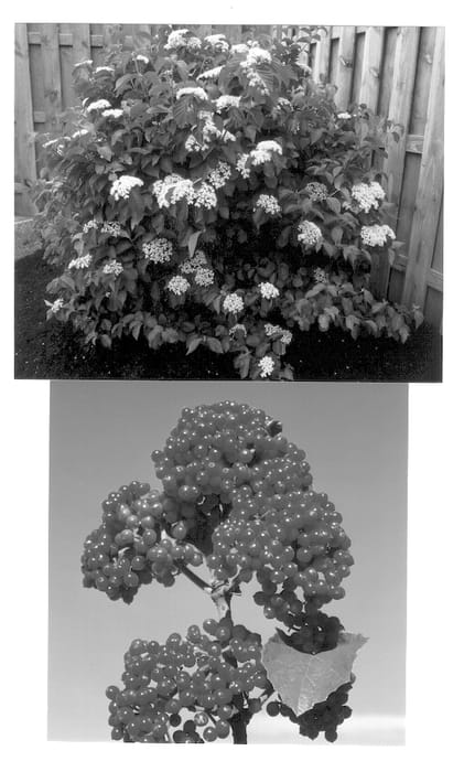 Figure 1 of US plant patent PP12870, the photograph of Henneke printed in the patent.