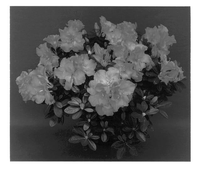 Figure 1 of US plant patent PP12871, the photograph of Timeless printed in the patent.